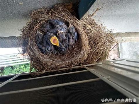 鳥在窗戶築巢|一隻鳥從築巢，生蛋，孵蛋，小鳥破殼，起飛的全過程